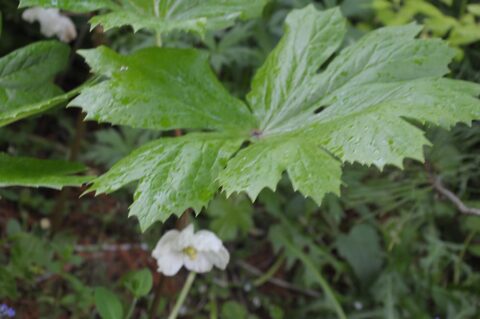 Подофилл щитовидный (Podophyllum peltatum)