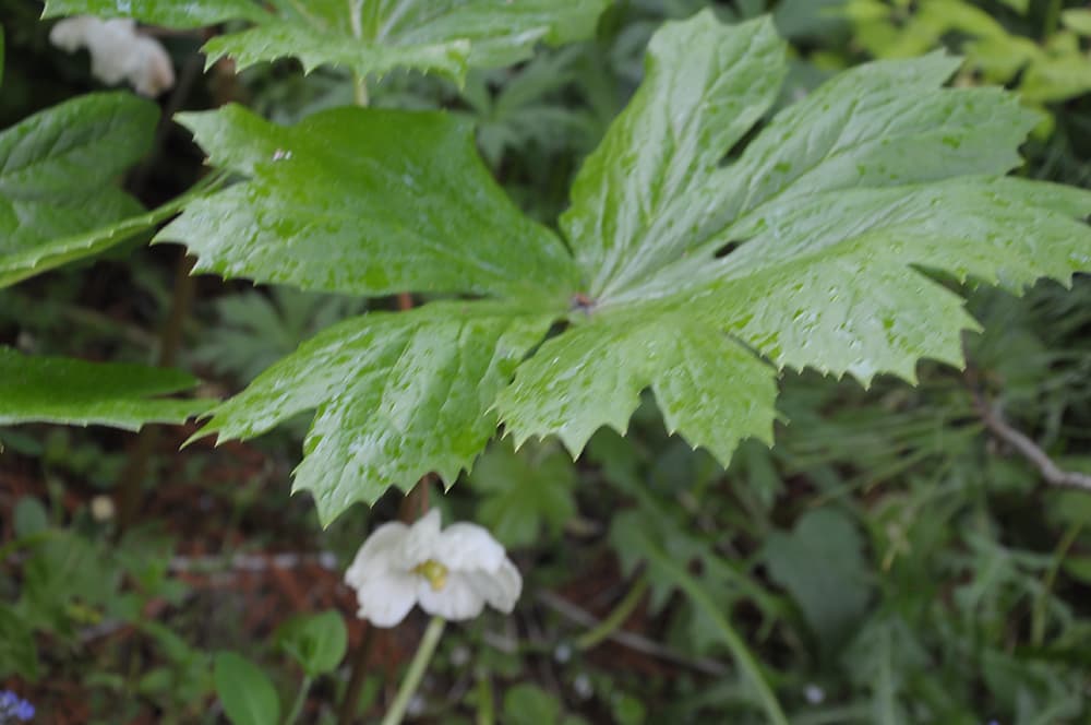 Подофилл щитовидный (Podophyllum peltatum) Подофилл щитовидный (Podophyllum peltatum)