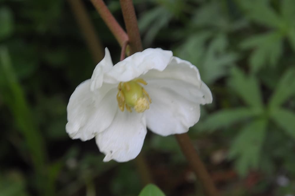 Подофилл щитовидный (Podophyllum peltatum), цветок Подофилл щитовидный (Podophyllum peltatum), цветок