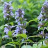 Котовник полусидячий (Nepeta subsessilis)