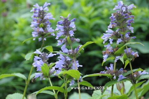 Котовник полусидячий (Nepeta subsessilis)